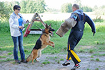 Brawos Bis FCI, hodowla Owczarków Niemieckich, Owczarki Niemieckie