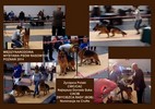 Brawos Bis FCI, hodowla Owczarków Niemieckich, Owczarki Niemieckie
