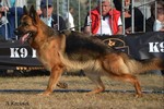 Brawos Bis FCI, hodowla Owczarków Niemieckich, Owczarki Niemieckie