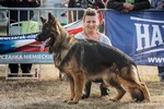 Brawos Bis FCI, hodowla Owczarków Niemieckich, Owczarki Niemieckie