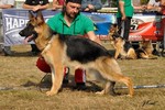 Brawos Bis FCI, hodowla Owczarków Niemieckich, Owczarki Niemieckie