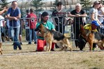 Brawos Bis FCI, hodowla Owczarków Niemieckich, Owczarki Niemieckie