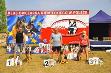 Brawos Bis FCI, hodowla Owczarków Niemieckich, Owczarki Niemieckie