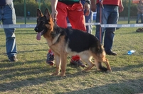 Brawos Bis FCI, hodowla Owczarków Niemieckich, Owczarki Niemieckie