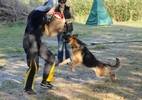Brawos Bis FCI, hodowla Owczarków Niemieckich, Owczarki Niemieckie