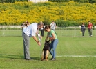 Brawos Bis FCI, hodowla Owczarków Niemieckich, Owczarki Niemieckie