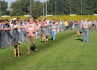 Brawos Bis FCI, hodowla Owczarków Niemieckich, Owczarki Niemieckie