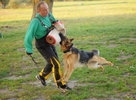 Brawos Bis FCI, hodowla Owczarków Niemieckich, Owczarki Niemieckie