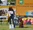 Brawos Bis FCI, hodowla Owczarków Niemieckich, Owczarki Niemieckie