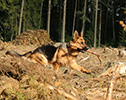 Brawos Bis FCI, hodowla Owczarków Niemieckich, Owczarki Niemieckie