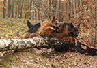 Brawos Bis FCI, hodowla Owczarków Niemieckich, Owczarki Niemieckie