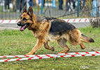 Brawos Bis FCI, hodowla Owczarków Niemieckich, Owczarki Niemieckie