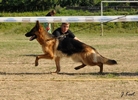 Brawos Bis FCI, hodowla Owczarków Niemieckich, Owczarki Niemieckie