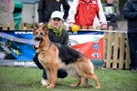 Brawos Bis FCI, hodowla Owczarków Niemieckich, Owczarki Niemieckie
