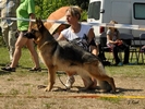 Brawos Bis FCI, hodowla Owczarków Niemieckich, Owczarki Niemieckie