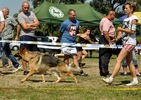 Brawos Bis FCI, hodowla Owczarków Niemieckich, Owczarki Niemieckie