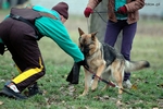 Brawos Bis FCI, hodowla Owczarków Niemieckich, Owczarki Niemieckie
