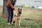 Brawos Bis FCI, hodowla Owczarków Niemieckich, Owczarki Niemieckie