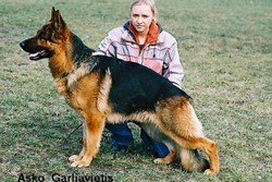 Brawos Bis FCI, hodowla Owczarków Niemieckich, Owczarki Niemieckie