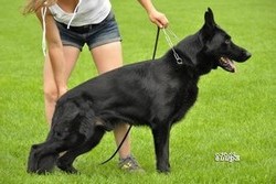 Brawos Bis FCI, hodowla Owczarków Niemieckich, Owczarki Niemieckie
