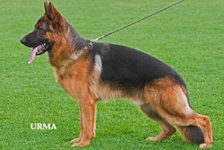 Brawos Bis FCI, hodowla Owczarków Niemieckich, Owczarki Niemieckie