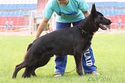 Brawos Bis FCI, hodowla Owczarków Niemieckich, Owczarki Niemieckie
