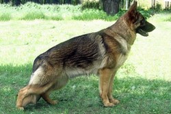 Brawos Bis FCI, hodowla Owczarków Niemieckich, Owczarki Niemieckie
