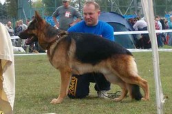Brawos Bis FCI, hodowla Owczarków Niemieckich, Owczarki Niemieckie