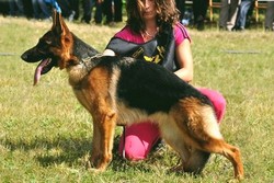 Brawos Bis FCI, hodowla Owczarków Niemieckich, Owczarki Niemieckie