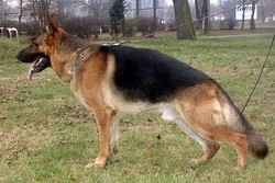Brawos Bis FCI, hodowla Owczarków Niemieckich, Owczarki Niemieckie
