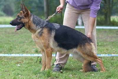Brawos Bis FCI, hodowla Owczarków Niemieckich, Owczarki Niemieckie