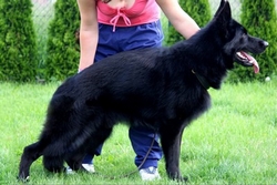 Brawos Bis FCI, hodowla Owczarków Niemieckich, Owczarki Niemieckie